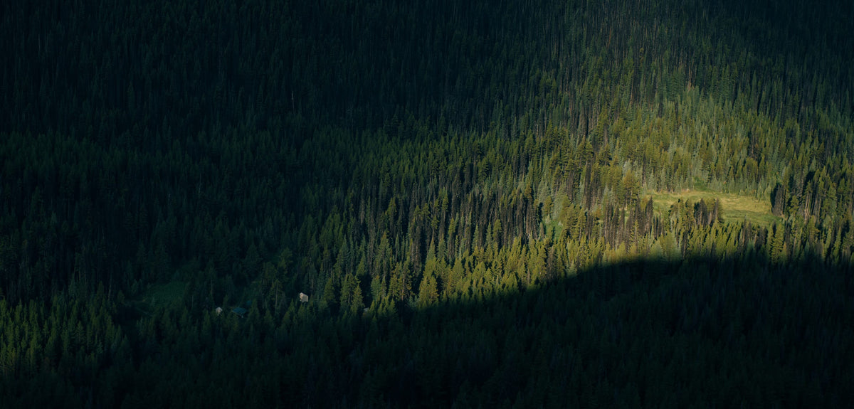 Aerial view of a dense evergreen forest with a patch of lighter green grass or meadow in the center-right, under low light with a dark shadow across the lower portion.